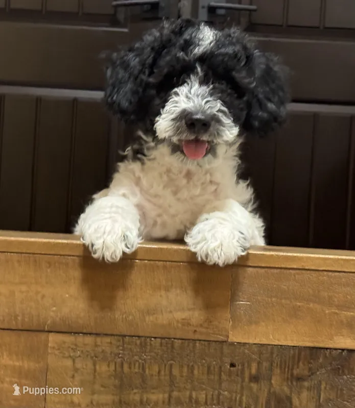 Gucci – Goldendoodle puppy for sale in El Cajon, CA