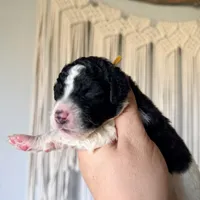 Prada , a female Goldendoodle for sale in El Cajon, CA – 8 of 8