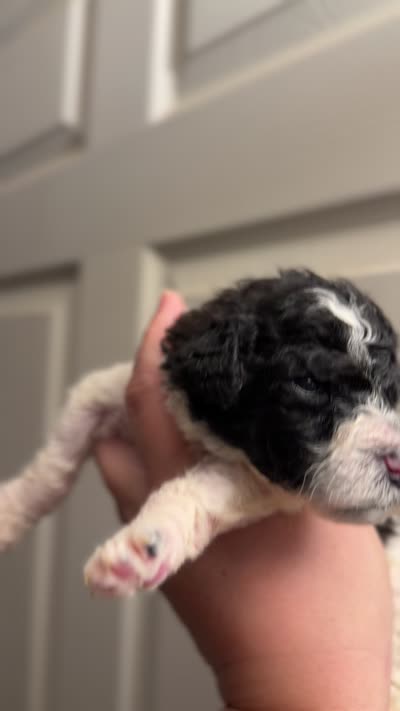 Gucci, a male Goldendoodle for sale in El Cajon, CA – 7 of 7
