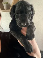 Dior, a female Goldendoodle for sale in El Cajon, CA – 4 of 4
