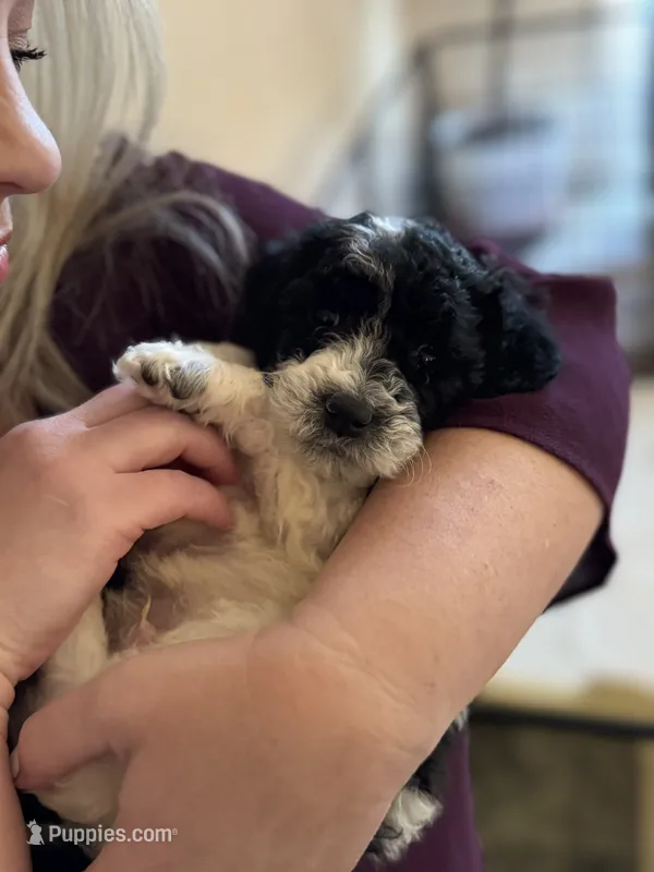 Gucci – Goldendoodle puppy for sale in El Cajon, CA