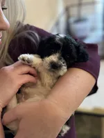 Gucci, a male Goldendoodle for sale in El Cajon, CA – 1 of 7
