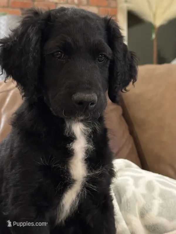 Dior – Goldendoodle puppy for sale in El Cajon, CA