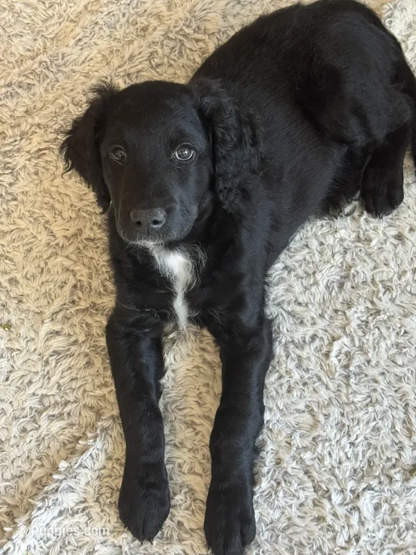 Dior – Goldendoodle puppy for sale in El Cajon, CA