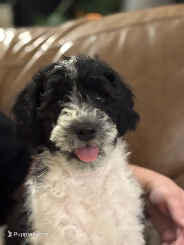 Gucci – Goldendoodle puppy for sale in El Cajon, CA