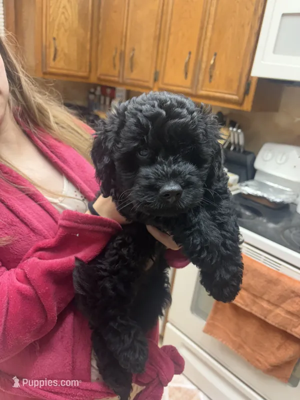Jelly – Goldendoodle, Double Doodle puppy for sale in Omaha, NE
