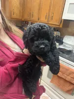Jelly, a male Goldendoodle and Double Doodle for sale in Omaha, NE – 1 of 3