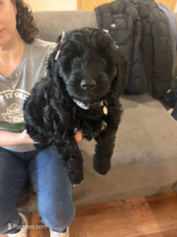 Peanut – Goldendoodle, Double Doodle puppy for sale in Omaha, NE