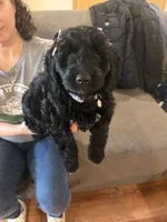 Peanut, a female Goldendoodle and Double Doodle for sale in Omaha, NE – 1 of 3