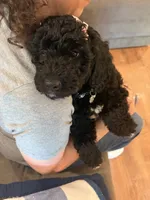 Peanut, a female Goldendoodle and Double Doodle for sale in Omaha, NE – 2 of 3