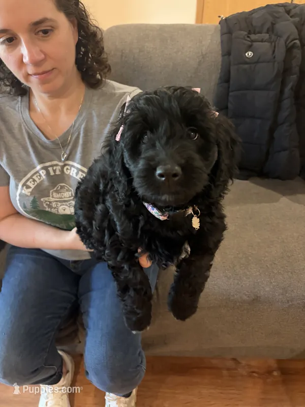 Butter – Goldendoodle, Double Doodle puppy for sale in Omaha, NE