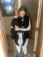 Jelly, a male Goldendoodle and Double Doodle for sale in Omaha, NE – 2 of 3