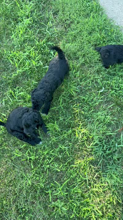 Peanut, a female Goldendoodle and Double Doodle for sale in Omaha, NE – 3 of 3