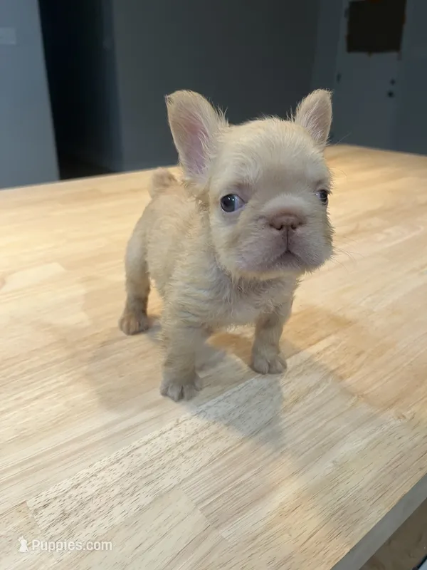 Polar – French Bulldog puppy for sale in Baton Rouge, LA
