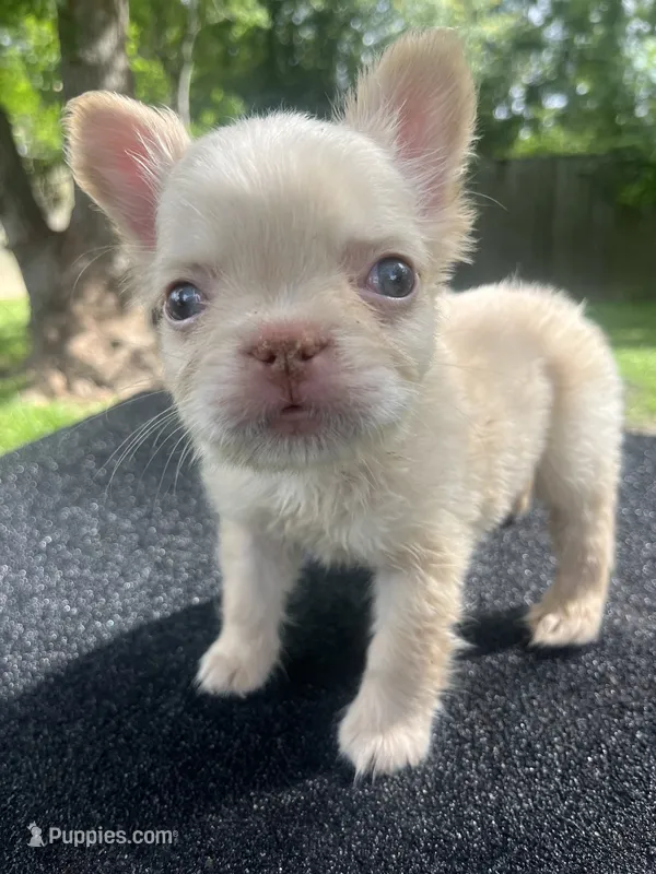 Ivy – French Bulldog puppy for sale in Baton Rouge, LA