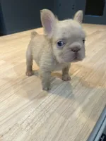 Polar, a male French Bulldog for sale in Baton Rouge, LA – 4 of 5