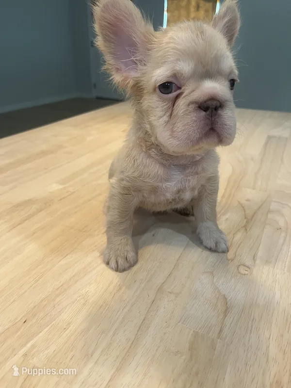 Polar – French Bulldog puppy for sale in Baton Rouge, LA