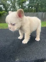 Pablo, a male French Bulldog for sale in Baton Rouge, LA – 2 of 3