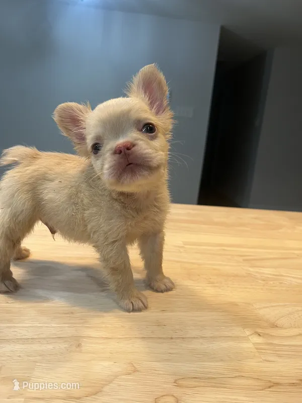 pablo – French Bulldog puppy for sale in Baton Rouge, LA