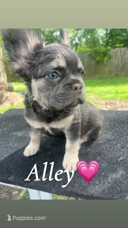 Alley – French Bulldog puppy for sale in Baton Rouge, LA