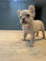pablo, a male French Bulldog for sale in Baton Rouge, LA – 1 of 3