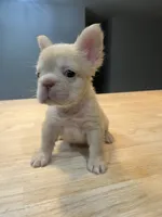 Ivy, a female French Bulldog for sale in Baton Rouge, LA – 2 of 3