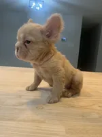 Polar, a male French Bulldog for sale in Baton Rouge, LA – 2 of 5