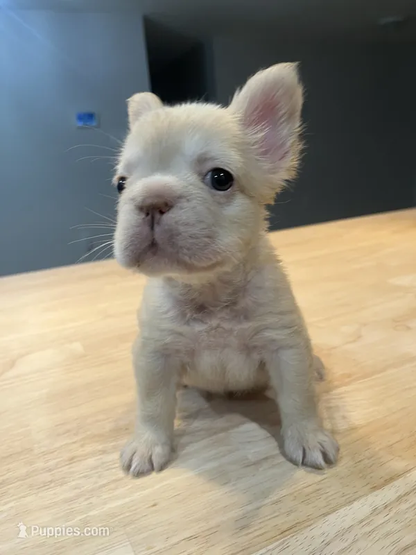 Ivy – French Bulldog puppy for sale in Baton Rouge, LA
