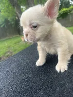 Pablo, a male French Bulldog for sale in Baton Rouge, LA – 3 of 3