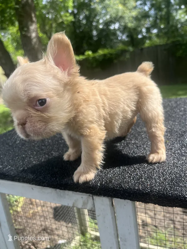 Polar – French Bulldog puppy for sale in Baton Rouge, LA