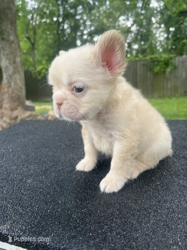 Pablo – French Bulldog puppy for sale in Baton Rouge, LA