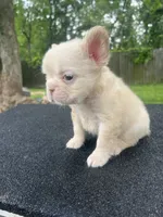 Pablo, a male French Bulldog for sale in Baton Rouge, LA – 1 of 3