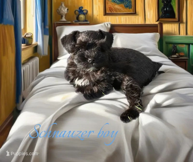 Toy Schnauzer  – Miniature Schnauzer puppy for sale in Flint, MI