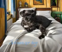 Toy Schnauzer , a male Miniature Schnauzer for sale in Flint, MI – 1 of 4