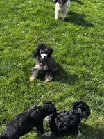 Toy Phantom boy, a male Poodle - Toy  for sale in Flint, MI – 4 of 9