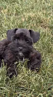 Toy male (under 10), a male Miniature Schnauzer for sale in Flint, MI – 2 of 4