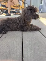 Chocolate boy, a male Poodle - Toy  for sale in Flint, MI – 4 of 10