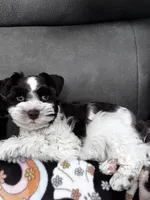 liver parti, a male Miniature Schnauzer for sale in Flint, MI – Photo 3 of 4