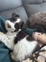 liver parti, a male Miniature Schnauzer for sale in Flint, MI – Photo 2 of 4