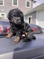 Black phantom, a male Poodle - Toy  for sale in Flint, MI – 2 of 5