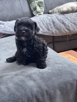 Toy Schnauzer , a male Miniature Schnauzer for sale in Flint, MI – 3 of 4