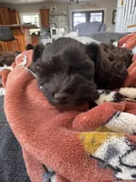 Toy Girl , a female Miniature Schnauzer for sale in Flint, MI – 5 of 5