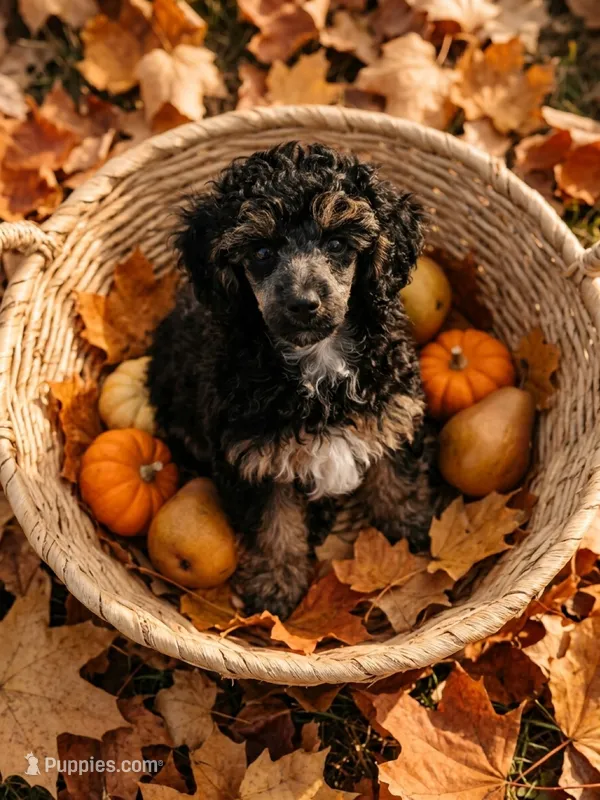 Arthur – Poodle - Toy  puppy for sale in Flint, MI