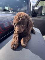 Brown male, a male Poodle - Toy  for sale in Flint, MI – 4 of 6