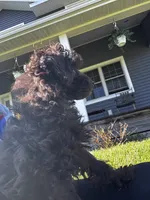 Chocolate boy, a male Poodle - Toy  for sale in Flint, MI – 4 of 7