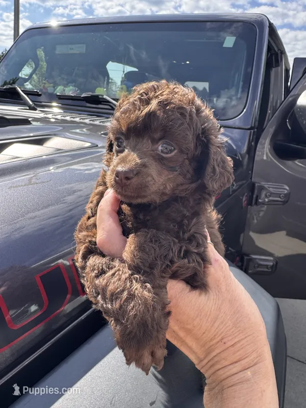 Brown male – Poodle - Toy  puppy for sale in Flint, MI