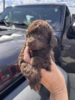 Brown male, a male Poodle - Toy  for sale in Flint, MI – 1 of 6