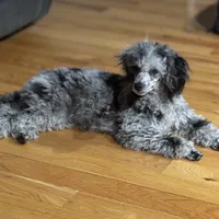 Akc merle “Aliza”, a female Poodle - Miniature  for sale in Flint, MI – Photo 3 of 3