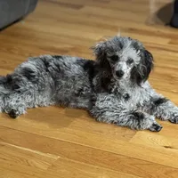 Akc merle “Aliza”, a female Poodle - Miniature  for sale in Flint, MI – Photo 2 of 3