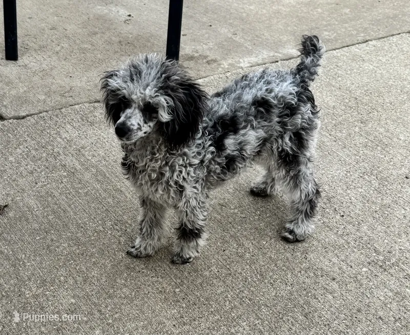 Akc merle “Aliza”